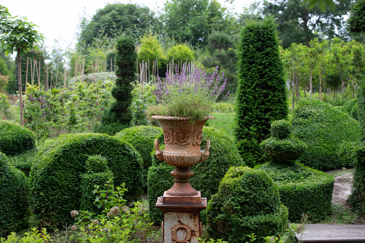 buxus
