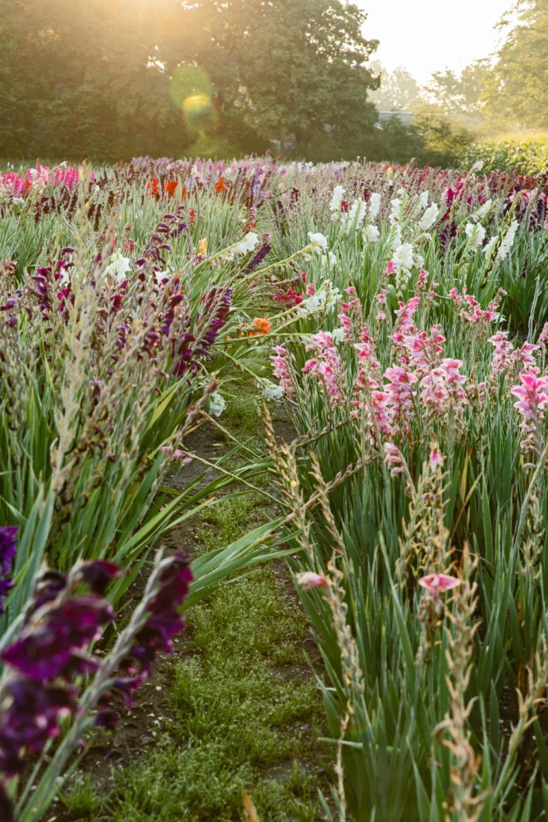 gladiolenkwekerij