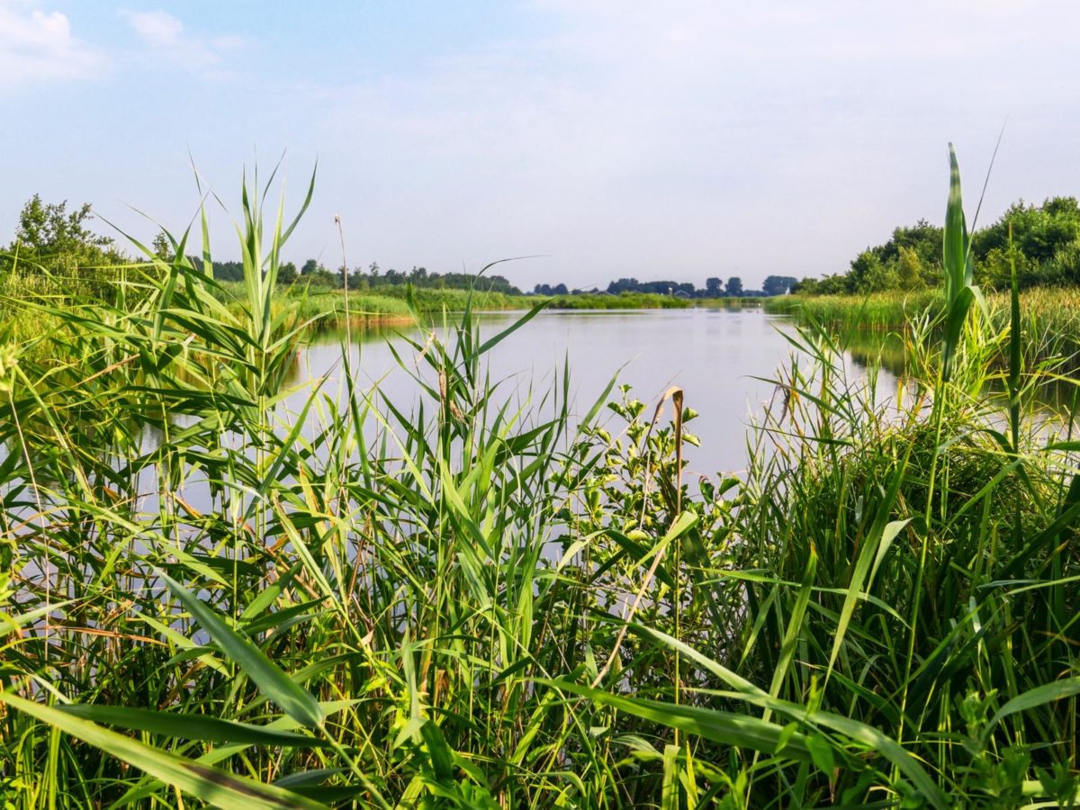De Wieden