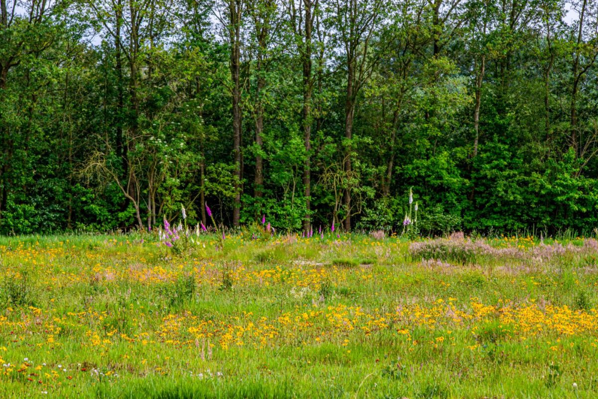Arnica