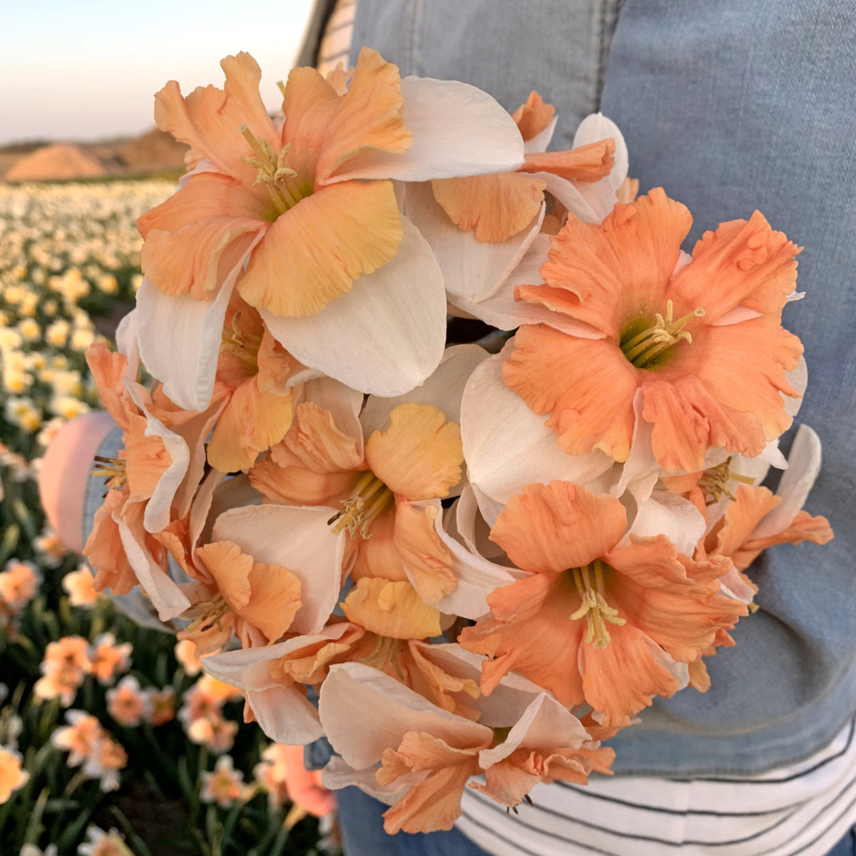 narcis bollen