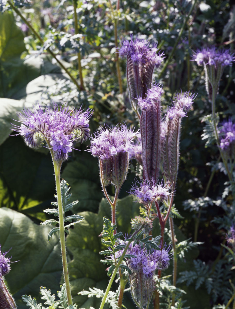 Phacelia