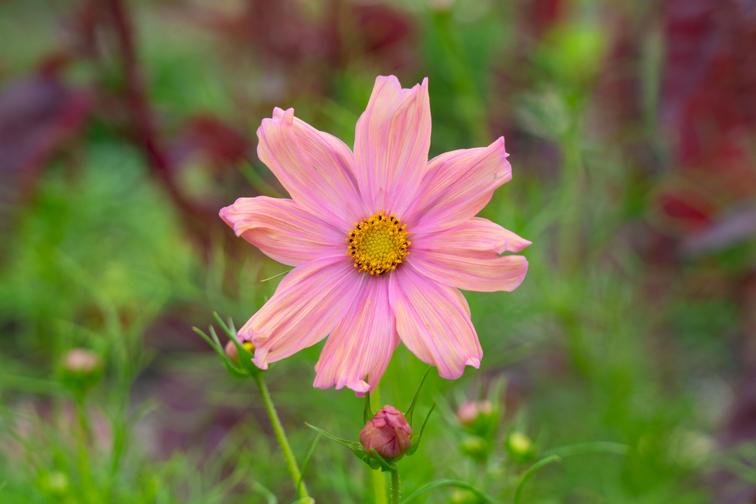 cosmos apricotta
