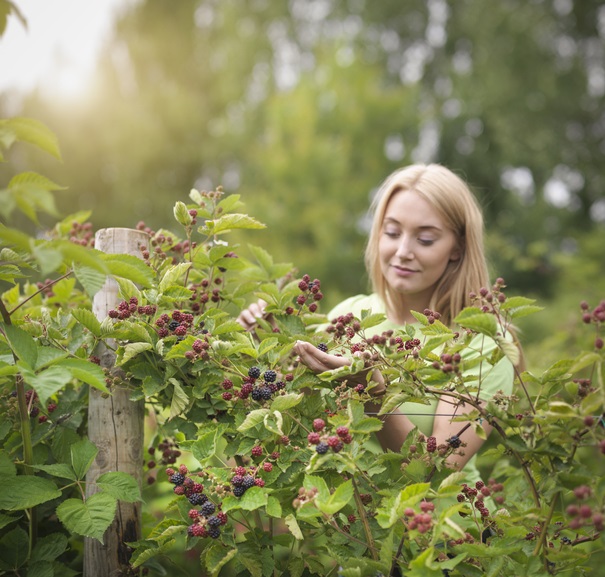 zomerfruit plukken - bramen - Rubus