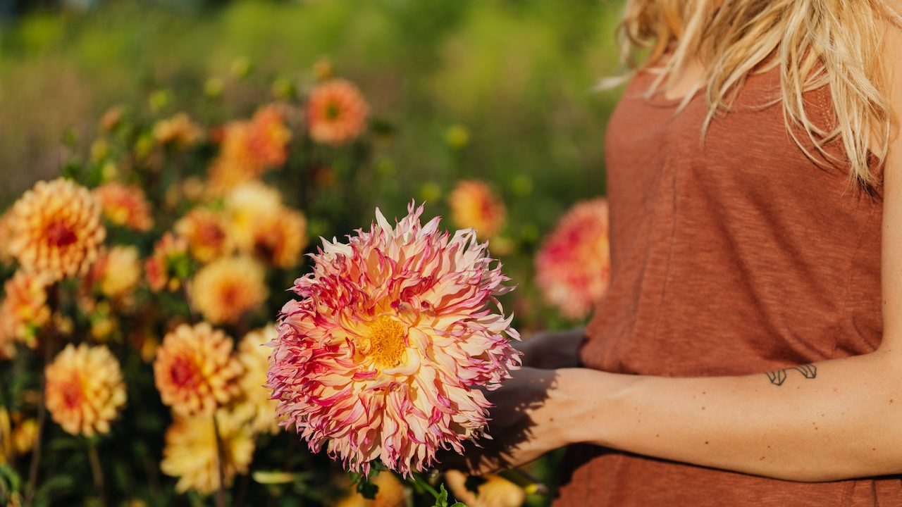 dahlia uitje