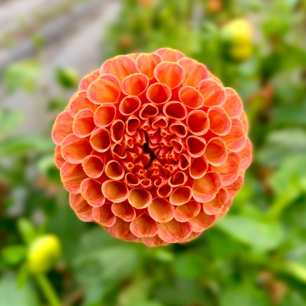 dahlia uitje