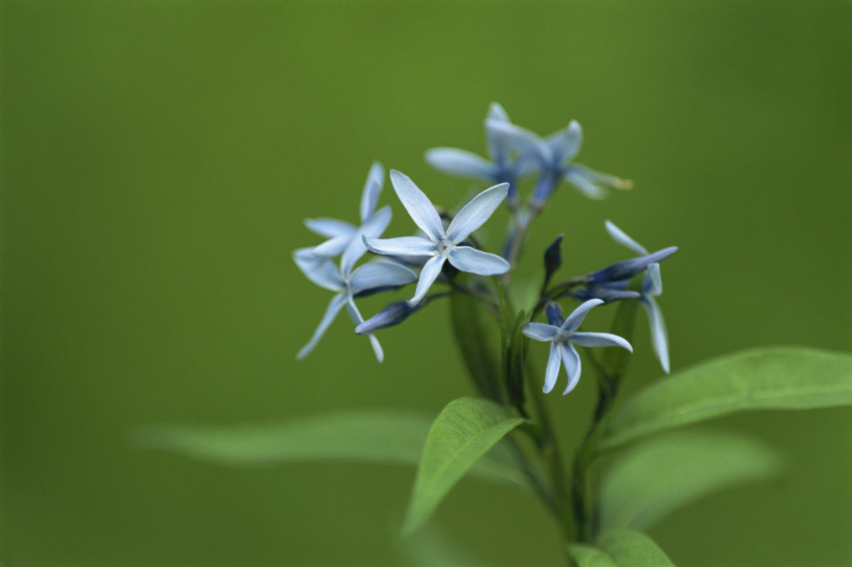 Amsonia