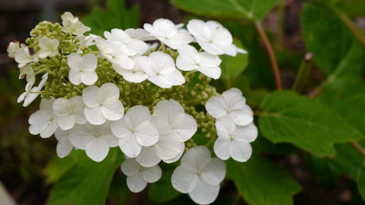 eikenbladhortensia