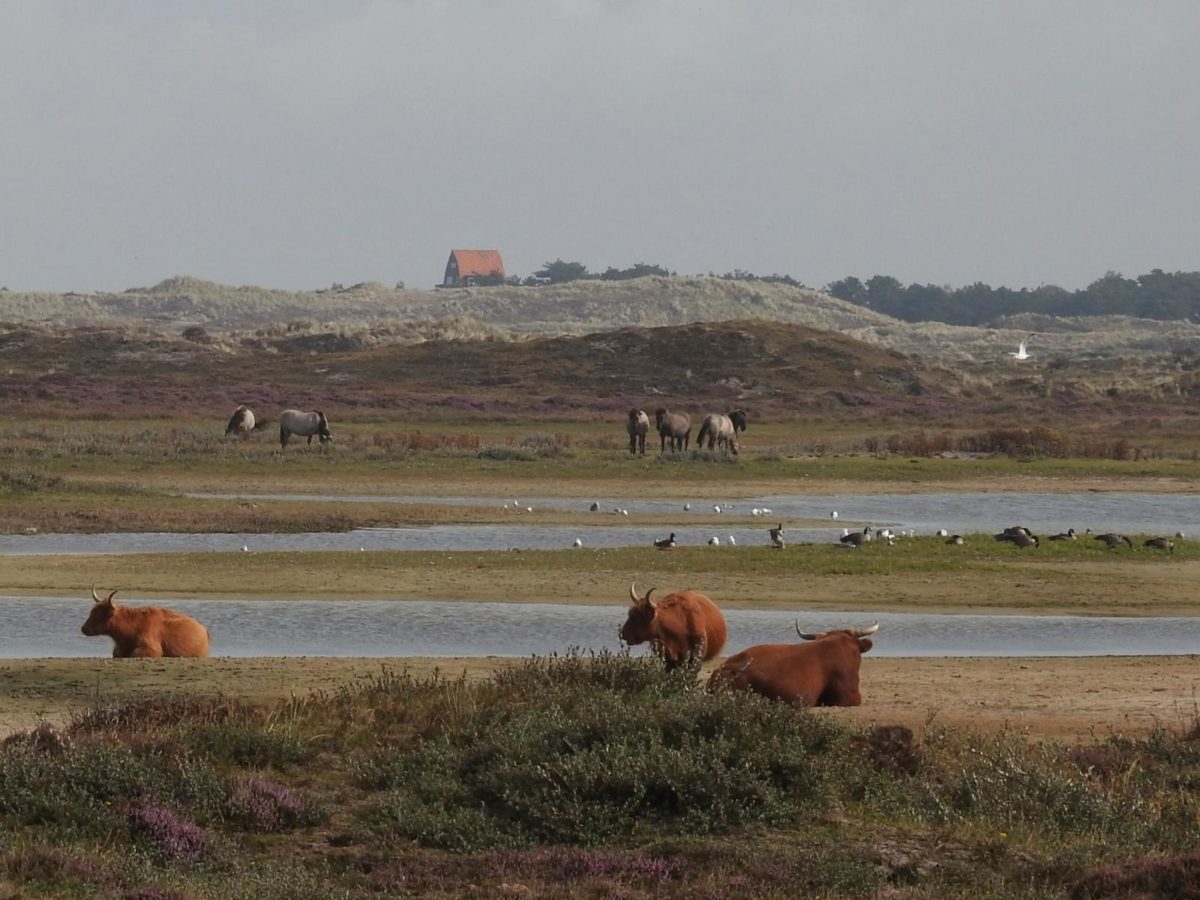 helderse duinen