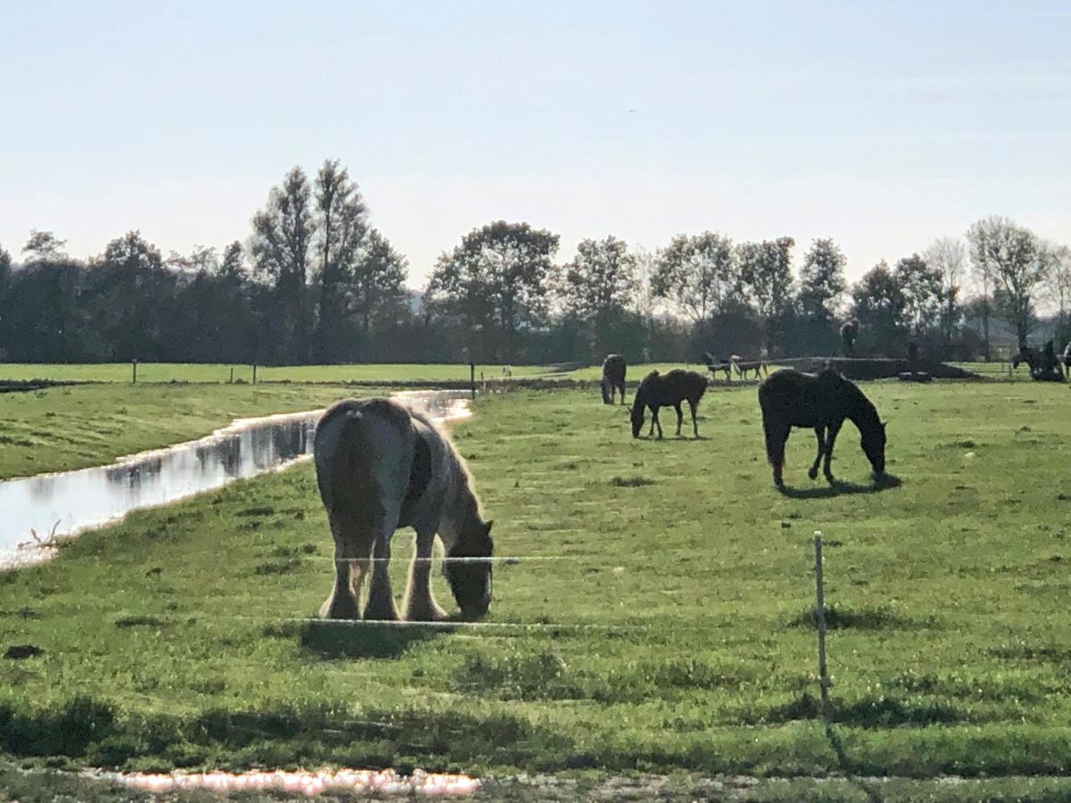 paarden