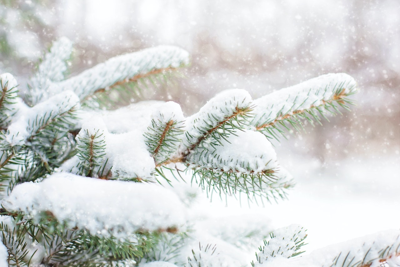 Zelf je kerstboom kappen