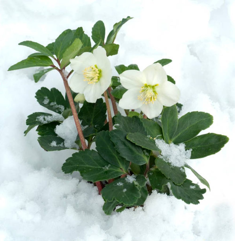 tuinklusjes januari - helleborus