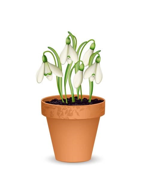 sneeuwklokjes - de tuin in januari