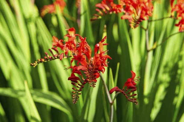 Zomerbollen - Montbretia Crocosmia 'Lucifer'
