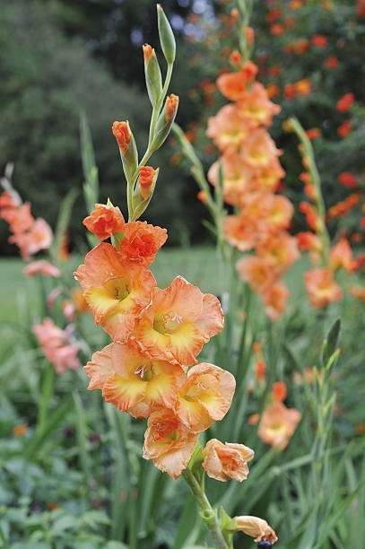 Gladiool - Gladiolus - zomerbollen