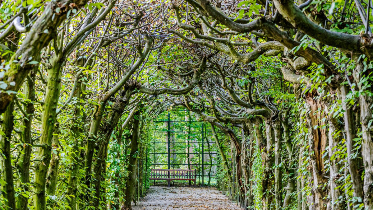 Planten voor een pergola