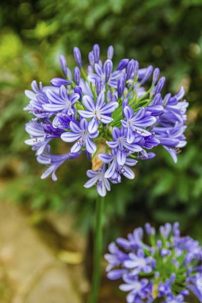 zomerbollen - Agapanthus