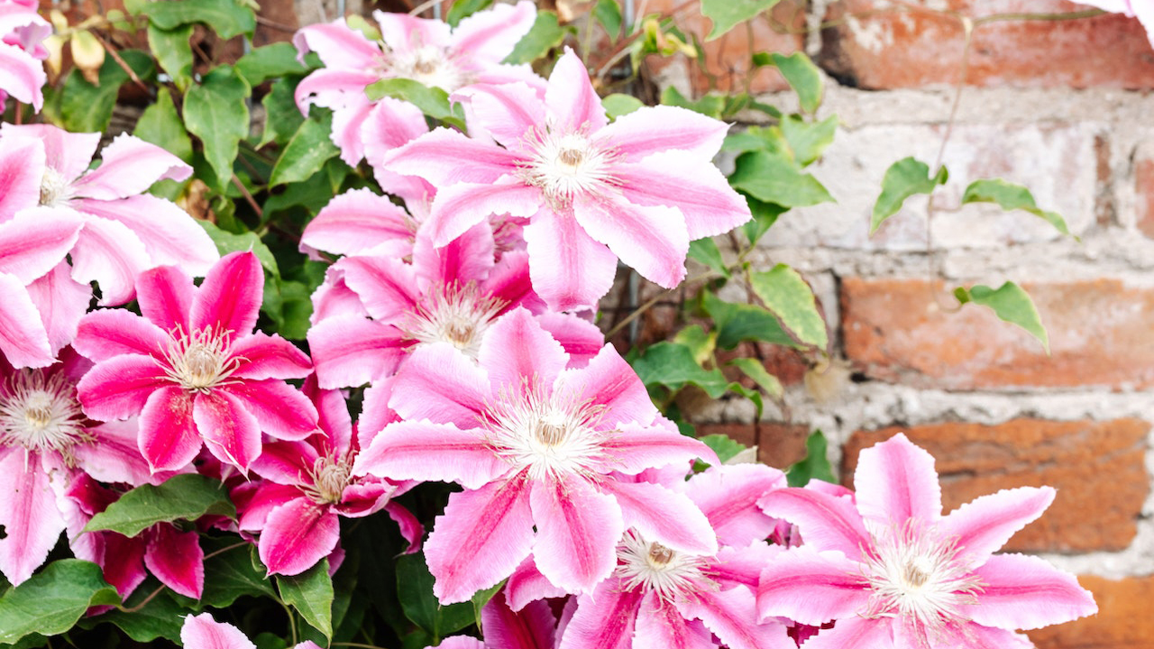 boeket met bloemen uit de tuin