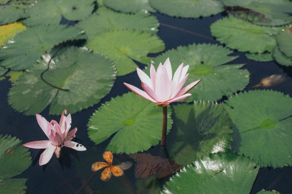 waterlelie - waterlelies in vijver