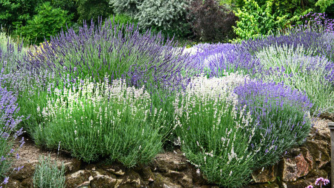 lavendelsoorten