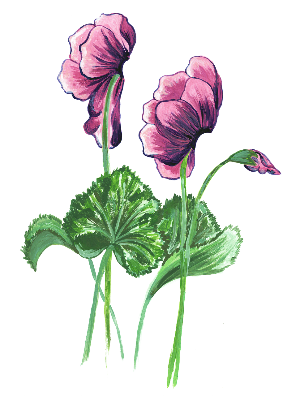 cyclamen