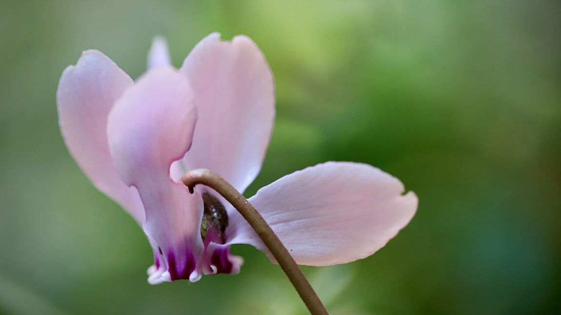 cyclamen