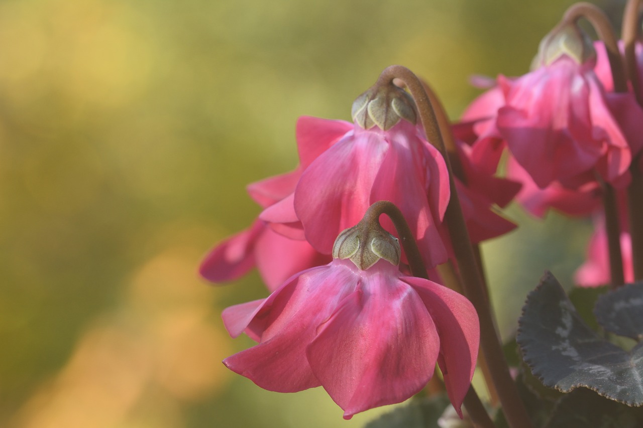 cyclamen