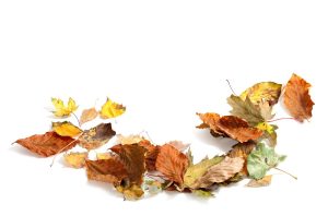 herfstbladeren