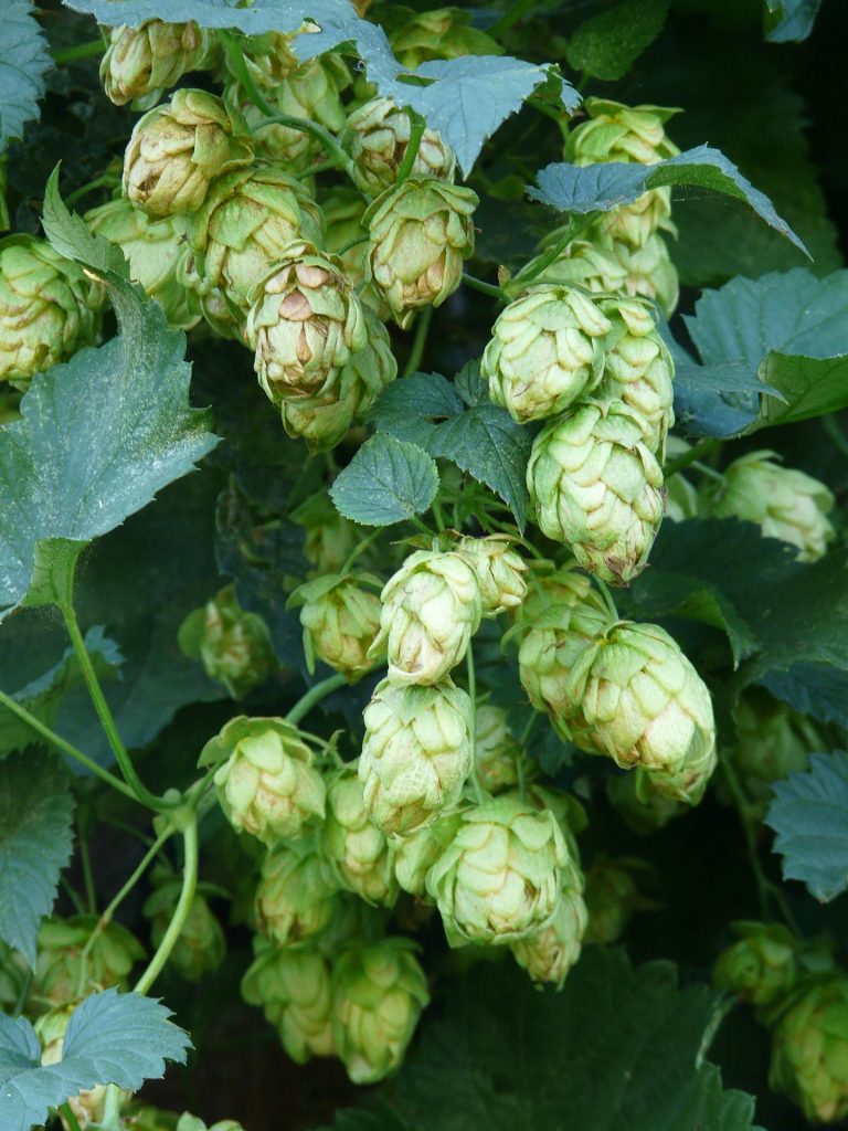 Hop drogen voor decoratie