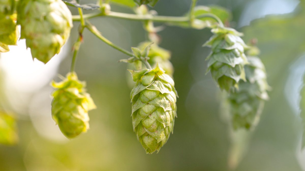 Hop drogen voor decoratie