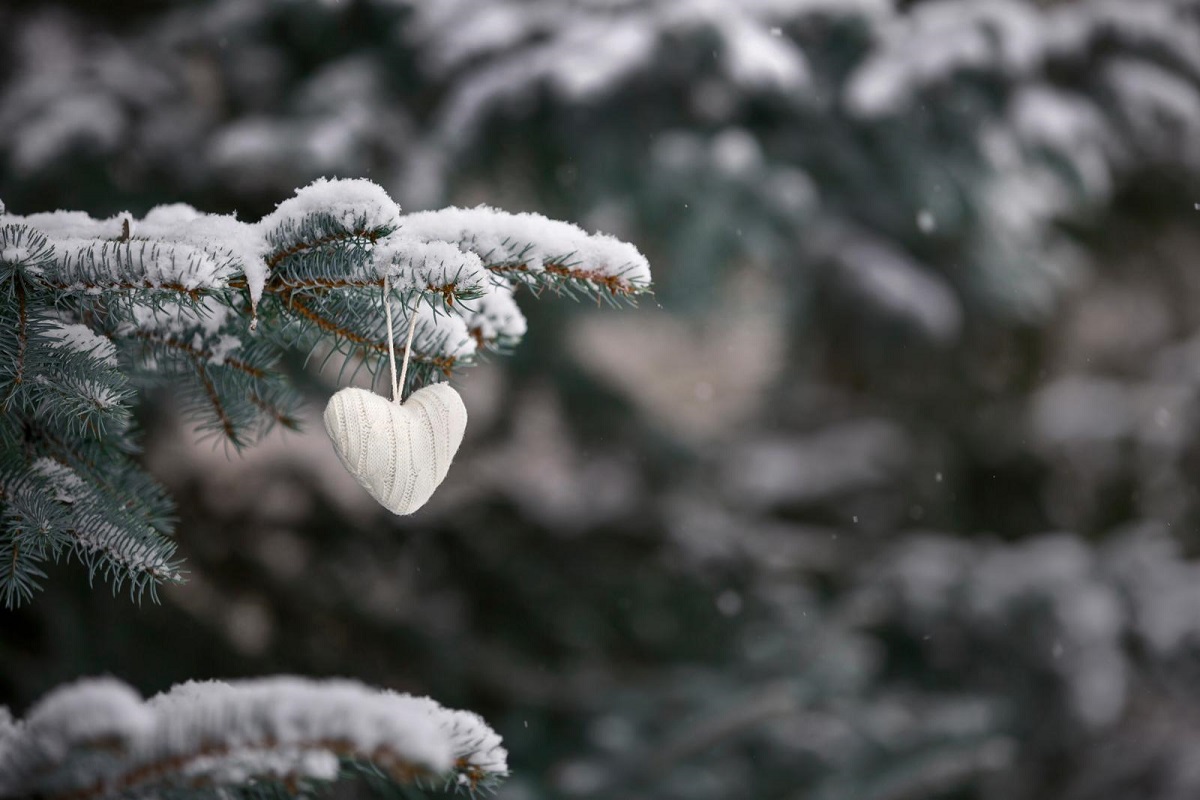 kerstboom kopen