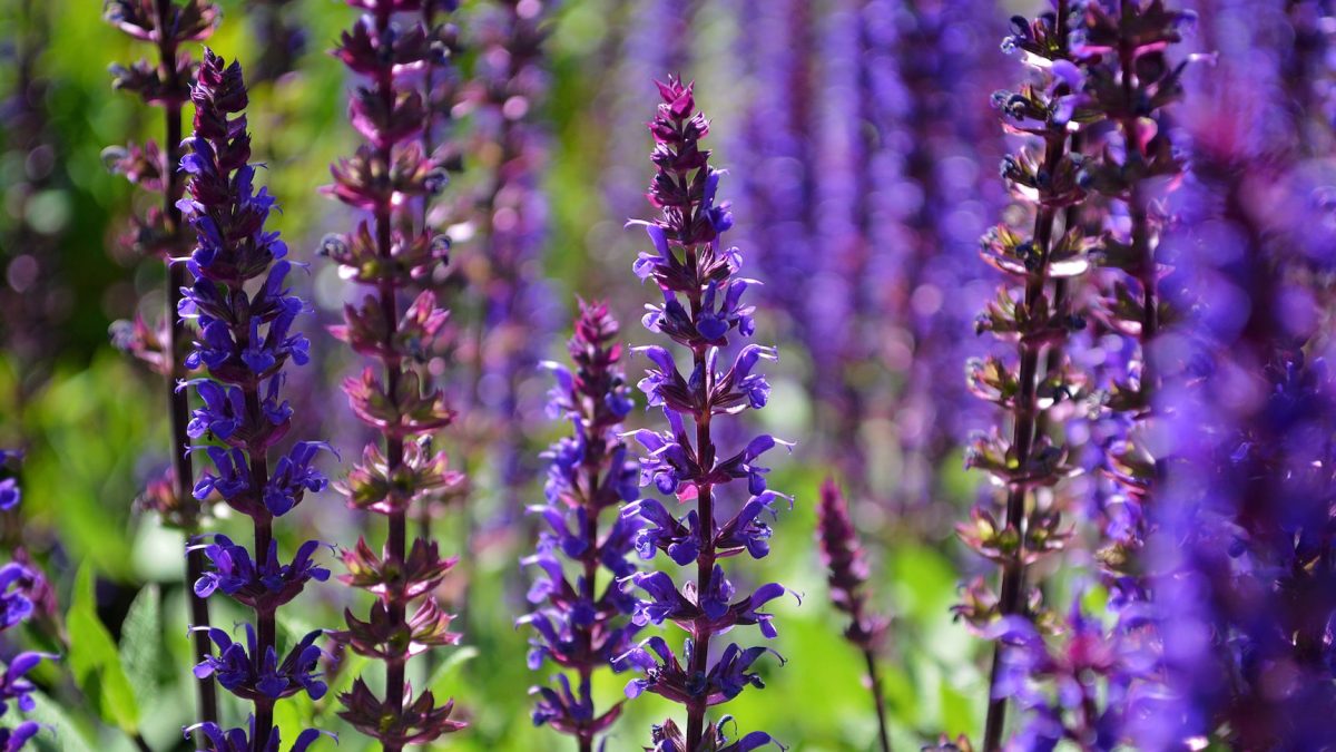 Salvia nemorosa