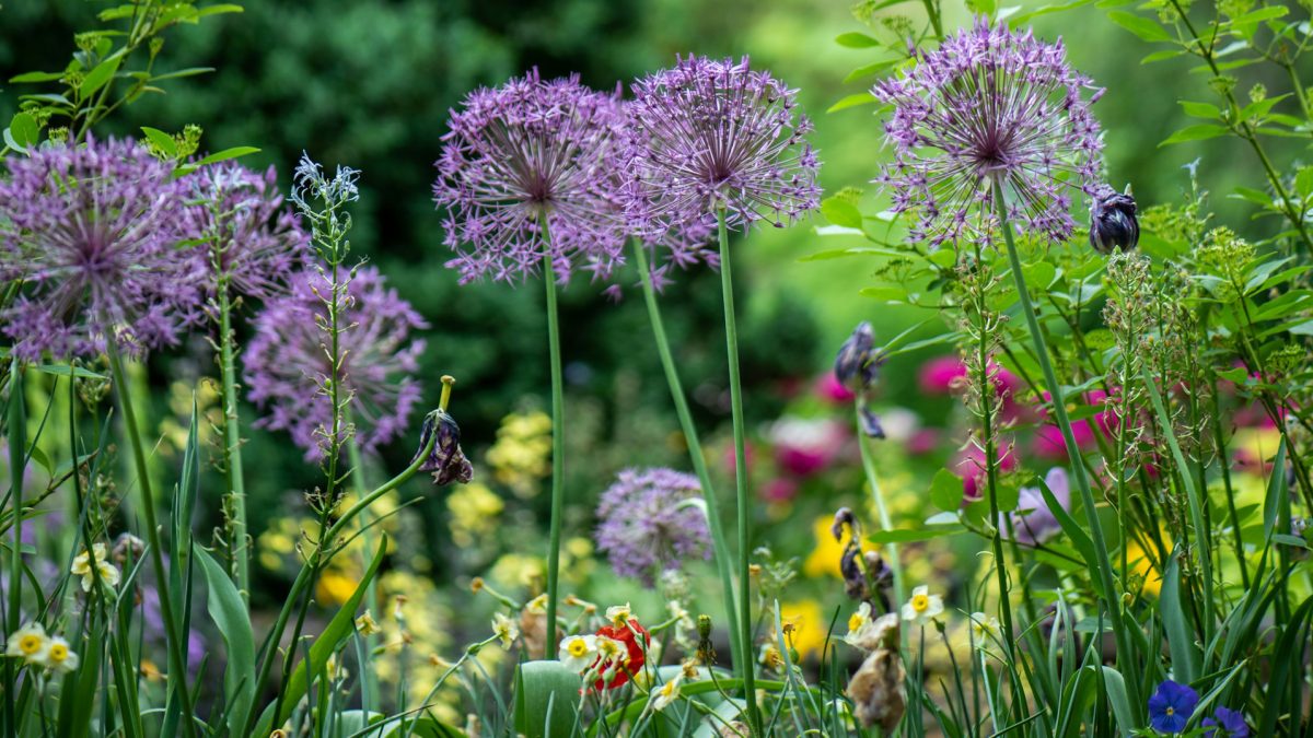 Groene tuin