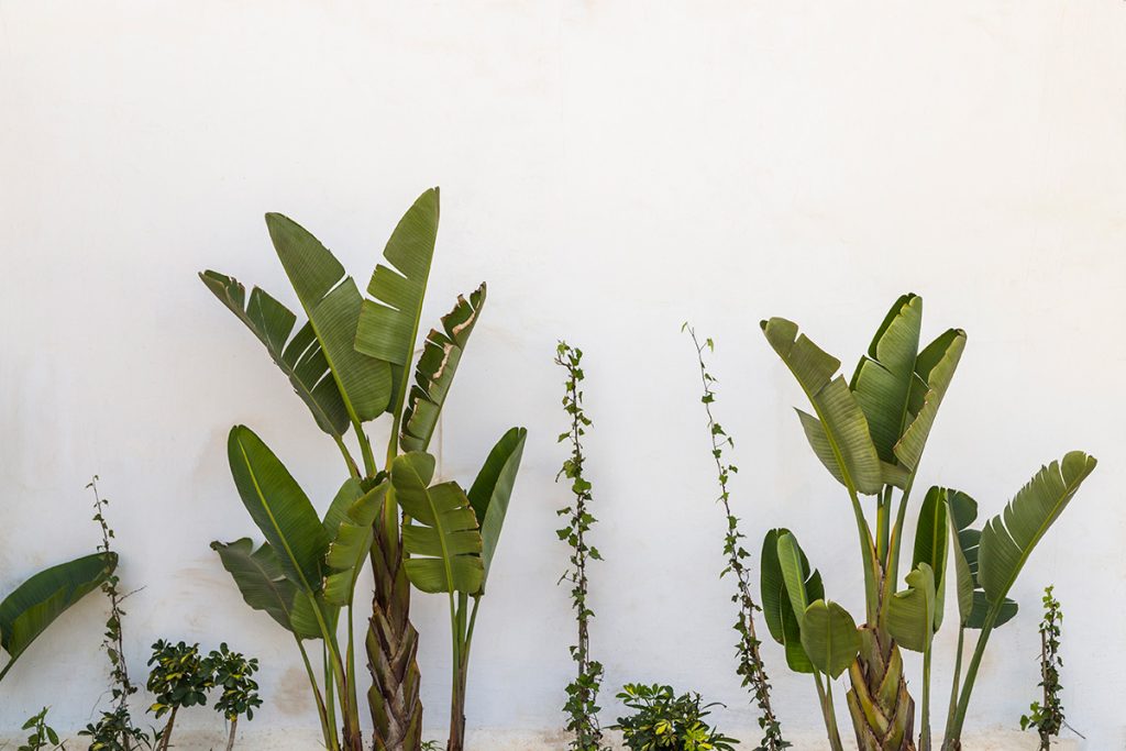 bananenplant stekken