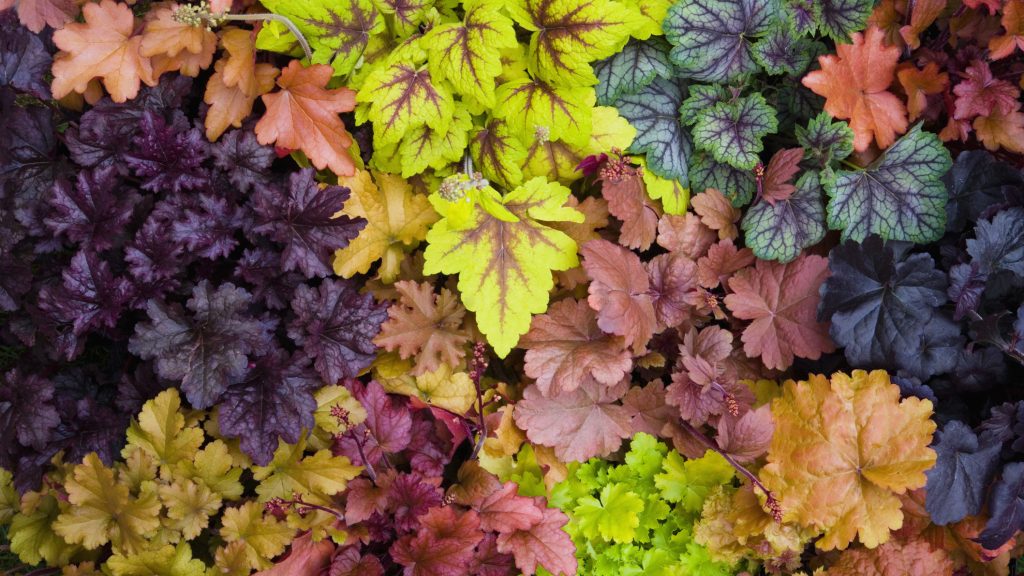 planten met mooi blad