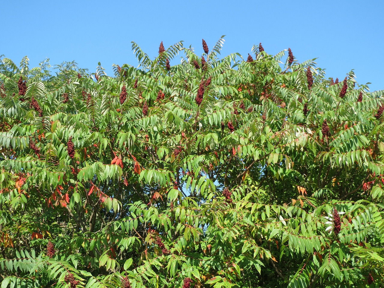 Fluweelboom snoeien