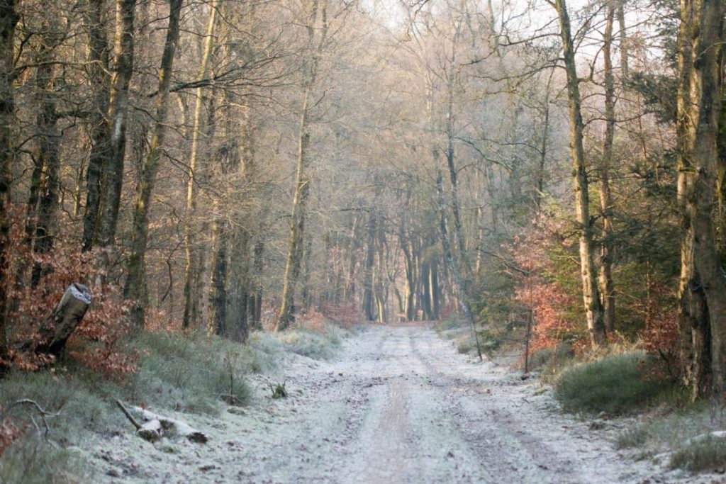 Veluwe wandeling