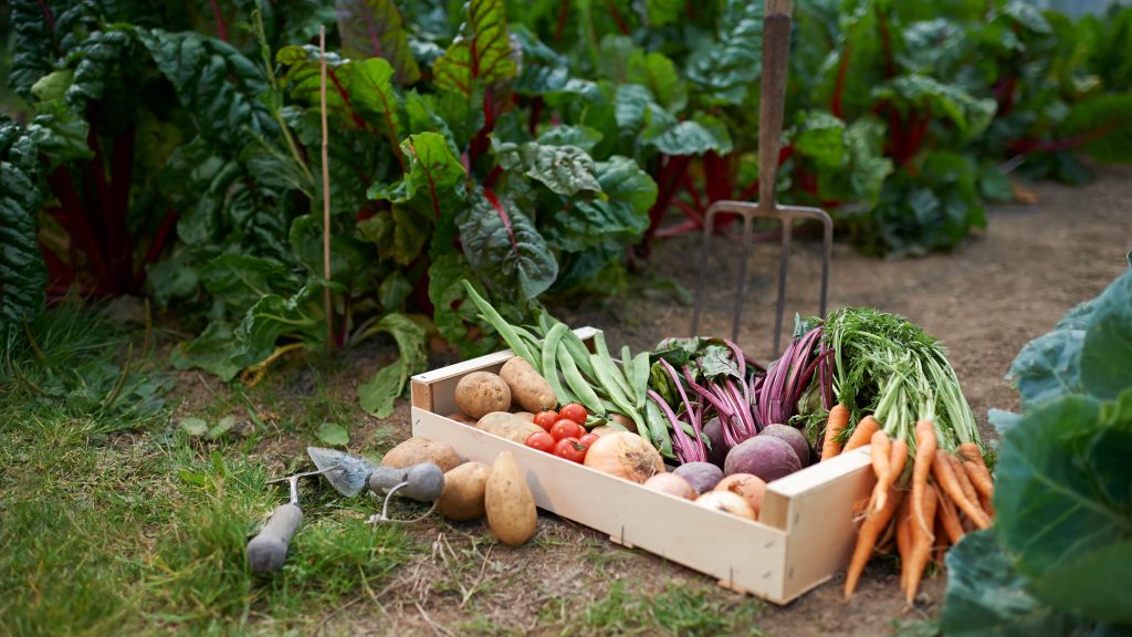 Moestuin